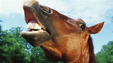 The famous Internet video clip of a woman giving a blow job to a horse. The horse proceeds to ejaculate into the woman's mouth causing her to choke.